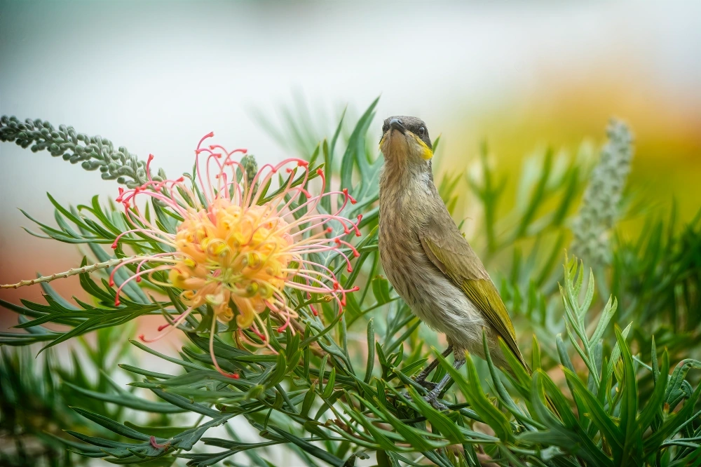 Native Flora Like Grevillea in a Modern Australian Front Yard