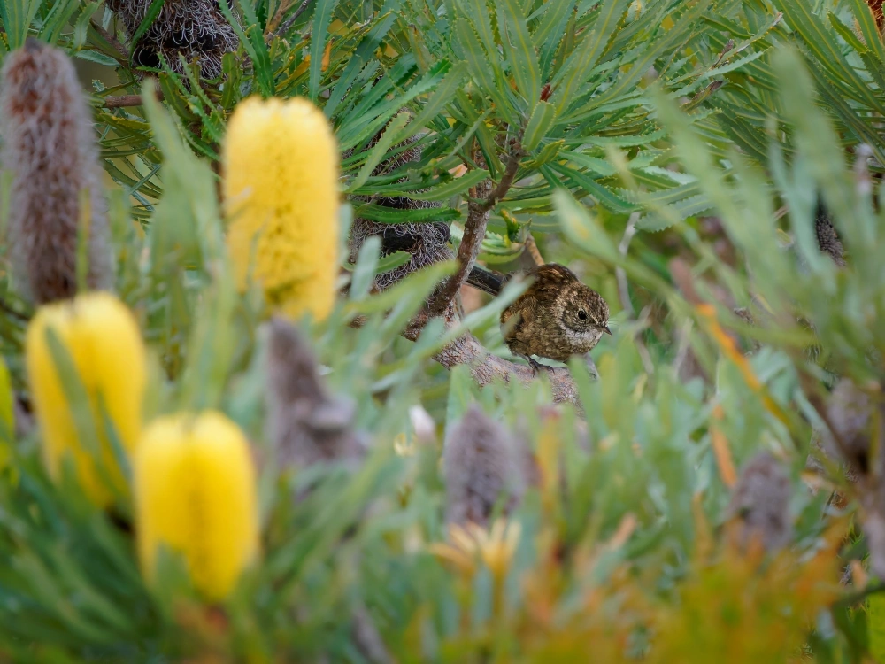 Plant Flowering Natives for Seasonal Pops of Color