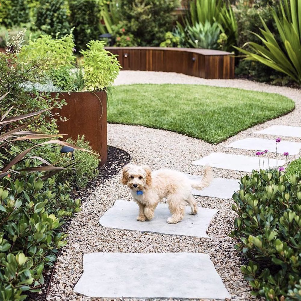 A cute dog in the middle of a pristine and crisply edged garden.