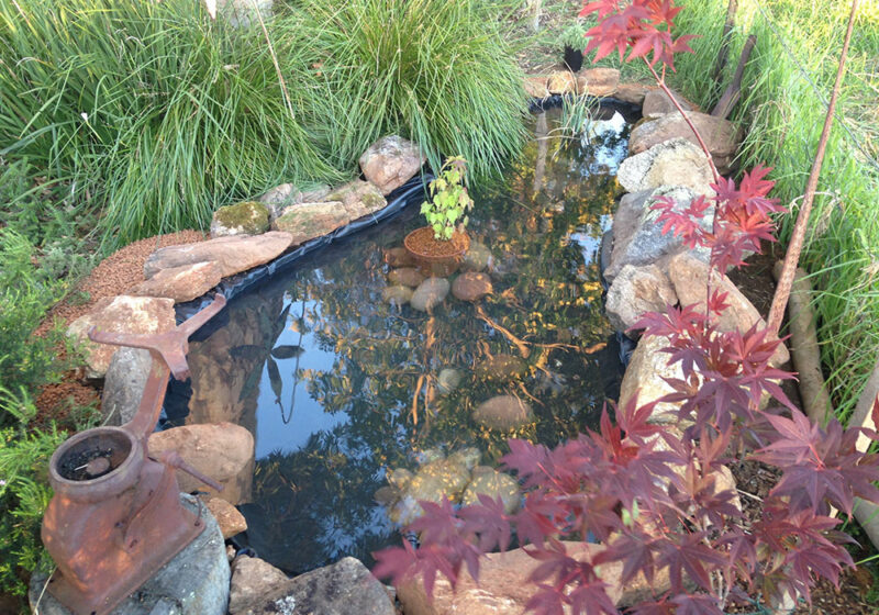 How to Build a DIY Garden Pond in 5 Easy Steps