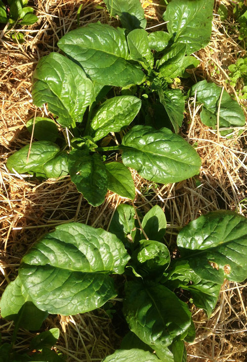 Mulched wicking garden bed with thriving spinach growing in a productive raised bed