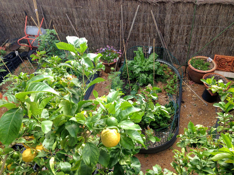 How to Make a DIY Self-Wicking Garden Bed: 5 Tips That Actually Work